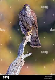 Attēlu rezultāti vaicājumam “Accipiter nisus”