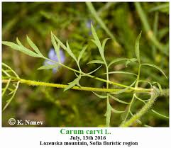 Attēlu rezultāti vaicājumam “Carum carvi leaf”