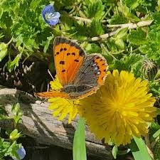 Attēlu rezultāti vaicājumam “Lycaena phlaeas underside”