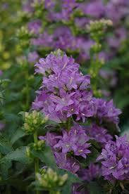 Attēlu rezultāti vaicājumam “Campanula glomerata”
