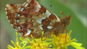 Attēlu rezultāti vaicājumam “Boloria aquilonaris underside”
