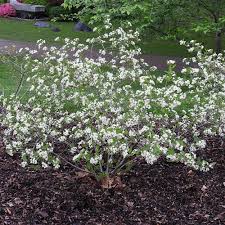 Attēlu rezultāti vaicājumam “Aronia melanocarpa”