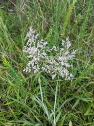 Attēlu rezultāti vaicājumam “Holcus lanatus”