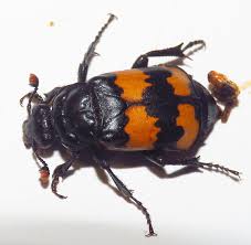 Attēlu rezultāti vaicājumam “Nicrophorus investigator imago”