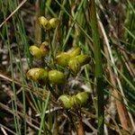 Attēlu rezultāti vaicājumam “Scheuchzeria palustris fruit”
