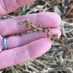 Attēlu rezultāti vaicājumam “Agrimonia pilosa bud”