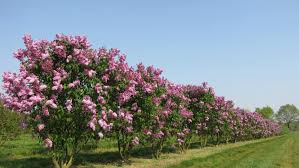 Attēlu rezultāti vaicājumam “Syringa vulgaris”