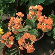 Image result for Kalanchoe blossfeldiana