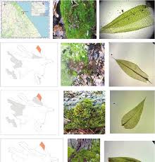 Attēlu rezultāti vaicājumam “Homomallium incurvatum”