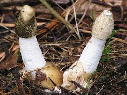 Attēlu rezultāti vaicājumam “Phallus impudicus”