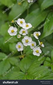 Attēlu rezultāti vaicājumam “Fragaria moschata flower”