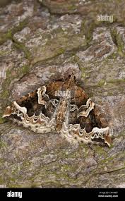 Attēlu rezultāti vaicājumam “Eulithis prunata”