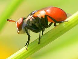 Attēlu rezultāti vaicājumam “Gymnosoma sp.”