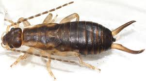 Attēlu rezultāti vaicājumam “Forficula auricularia male”