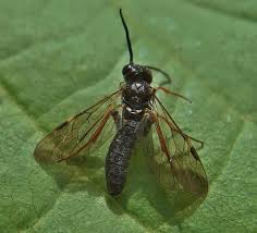 Attēlu rezultāti vaicājumam “Allantus cinctus”