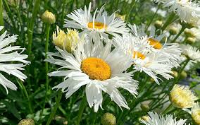 Image result for Chrysanthemum leucanthemum