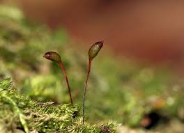 Attēlu rezultāti vaicājumam “Herzogiella seligeri”