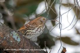 Image result for Toxostoma rufum