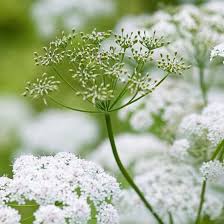 Image result for Kerbel