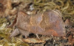 Attēlu rezultāti vaicājumam “Clostera pigra”