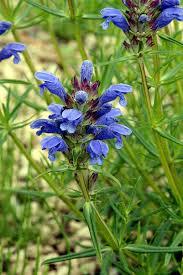 Attēlu rezultāti vaicājumam “Dracocephalum ruyschiana fruit”