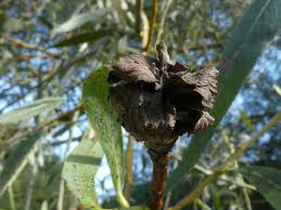 Attēlu rezultāti vaicājumam “Rabdophaga salicis”