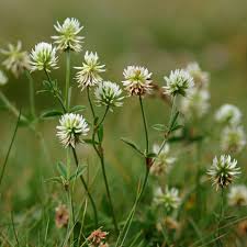Attēlu rezultāti vaicājumam “Trifolium montanum fruit”