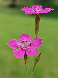 Attēlu rezultāti vaicājumam “Dianthus deltoides”