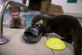 Image result for Worthing Otters