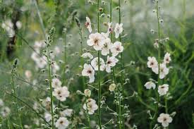 Attēlu rezultāti vaicājumam “Verbascum blattaria flower”