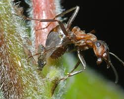 Attēlu rezultāti vaicājumam “Chaitophorus populeti”