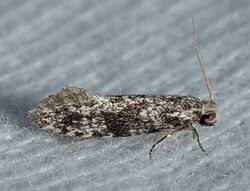 Attēlu rezultāti vaicājumam “Nematopogon sp.”