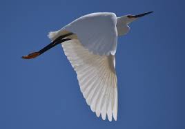 Image result for Egretta thula