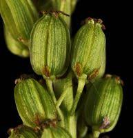 Attēlu rezultāti vaicājumam “Triglochin maritimum fruit”