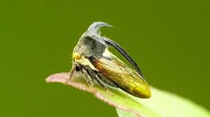 Attēlu rezultāti vaicājumam “Membracidae”