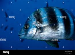 Image result for Diplodus cervinus
