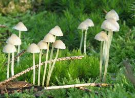 Attēlu rezultāti vaicājumam “Mycena epipterygia”