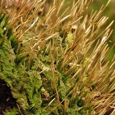 Attēlu rezultāti vaicājumam “Hedwigia ciliata sporophyte”