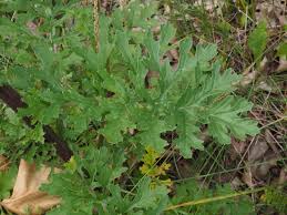 Attēlu rezultāti vaicājumam “Jacobaea vulgaris leaf”