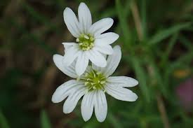 Attēlu rezultāti vaicājumam “Cerastium arvense”