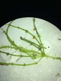 Attēlu rezultāti vaicājumam “Chara aspera”