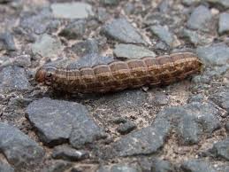 Attēlu rezultāti vaicājumam “Tholera cespitis”