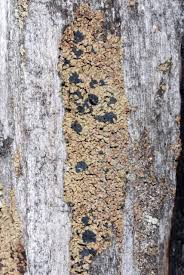 Attēlu rezultāti vaicājumam “Hypocenomyce scalaris”