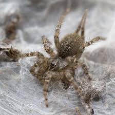 Attēlu rezultāti vaicājumam “Lycogala irregulare sessile”