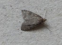 Attēlu rezultāti vaicājumam “Udea prunalis”