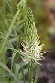 Attēlu rezultāti vaicājumam “Phyteuma spicatum bud”