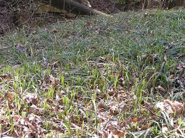Attēlu rezultāti vaicājumam “Carex pilosa”