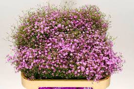 Attēlu rezultāti vaicājumam “Gypsophila muralis fruit”