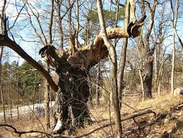 Attēlu rezultāti vaicājumam “Plagionotus detritus imago”