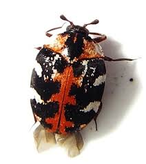 Attēlu rezultāti vaicājumam “Anthrenus scrophulariae”